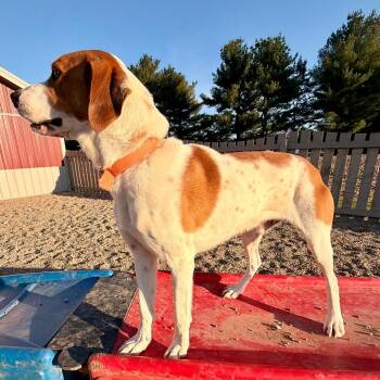 Labrador Retriever and Hound Dogs Available for Adoption in Kokomo, Indiana - Cooper Sweet Boy! | PetCurious