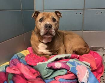 Staffordshire Bull Terrier and Mixed Breed Dogs Available for Adoption in Houston, Texas - MAC | PetCurious