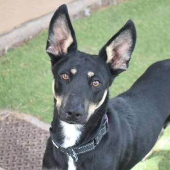 Australian Kelpie Dogs Available for Adoption in Flagstaff, Arizona - Zozo | PetCurious
