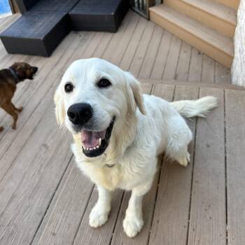 Golden Retriever Dogs Available for Adoption - Birdie | PetCurious