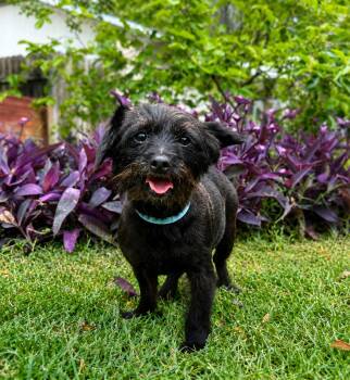 JACY -  Terrier Dog for Adoption in Vaughan, Ontario - JACY | PetCurious