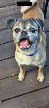 Rescue Pug Dogs for Adoption in Huntington, New York - Jeter Available SOON | PetCurious