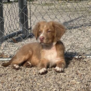 Rescue Mixed Breed Dogs for Adoption in Poplar Bluff, Missouri - Austin | PetCurious