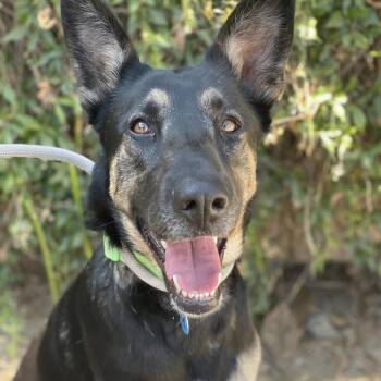 Cami -  Shepherd and Mixed Breed Dog for Adoption in Riverside, California - Cami | PetCurious