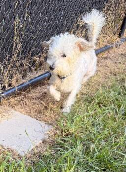 Rocket Man -  Maltese and Poodle Dog for Adoption in Richmond, Texas - Rocket Man | PetCurious