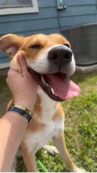 Missy -  Golden Retriever and Terrier Dog Available for Adoption in Mico, Texas - Missy | PetCurious