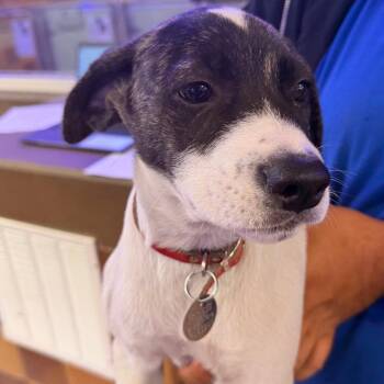 R163911 Dorothy -  Anatolian Shepherd and Mixed Breed Dog for Adoption in Port Washington, New York - R163911 Dorothy | PetCurious
