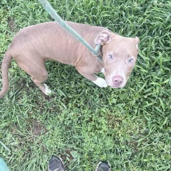 Rhiannon -  Mixed Breed Dog Available for Adoption in Mckenzie, Tennessee - Rhiannon | PetCurious