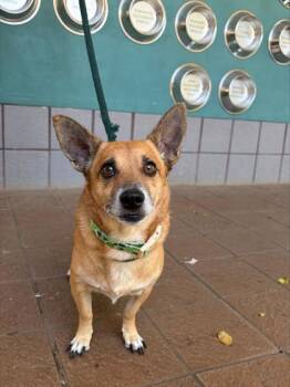 Stitch -  Mixed Breed Dog for Adoption in Honolulu, Hawaii - Stitch | PetCurious