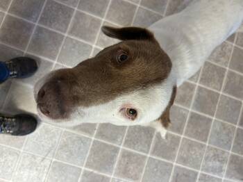 Rescue Hound and Labrador Retriever Dogs for Adoption in Salem, West Virginia - Ruby | PetCurious