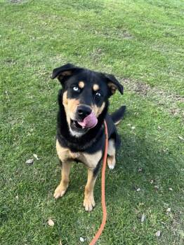 German Shepherd Dog and Mixed Breed Dogs Available for Adoption - AQUA | PetCurious