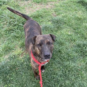 Pit Bull Terrier and Mixed Breed Dogs Available for Adoption in Springfield, Missouri - Abraham | PetCurious