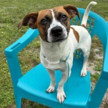 Bonbaro -  Mixed Breed Dog for Adoption in West Palm Beach, Florida - Bonbaro | PetCurious