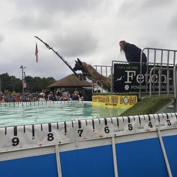 Seven -  Belgian Shepherd Malinois Dog for Adoption in Duxbury, Massachusetts - Seven | PetCurious