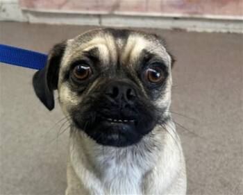 TIA -  Pug and Chihuahua Dog for Adoption in San Bernardino, California - TIA | PetCurious