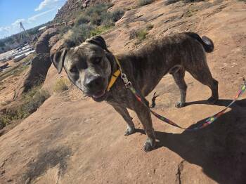 Ruhn -  Pit Bull Terrier Dog for Adoption in Roosevelt, Utah - Ruhn | PetCurious