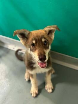 DASH -  German Shepherd Dog and Mixed Breed Dog for Adoption in Visalia, California - DASH | PetCurious