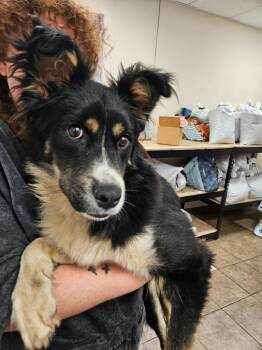 Konrad -  Border Collie Dog for Adoption in Mocksville, North Carolina - Konrad | PetCurious