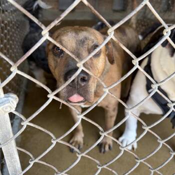 Winnie Bug -  Catahoula Leopard Dog Dog for Adoption in Northbrook, Illinois - Winnie Bug | PetCurious