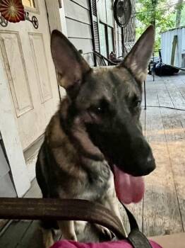 Rescue German Shepherd Dog Dogs for Adoption in Round Rock, Texas - Dax | PetCurious