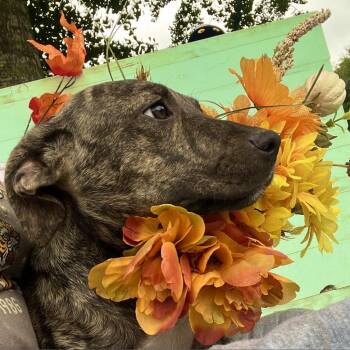 Pit Bull Terrier Dogs Available for Adoption in Wiggins, Mississippi - Lola | PetCurious