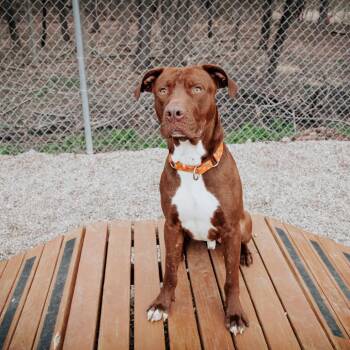 Otter -  Mixed Breed Dog for Adoption in West Olive, Michigan - Otter | PetCurious