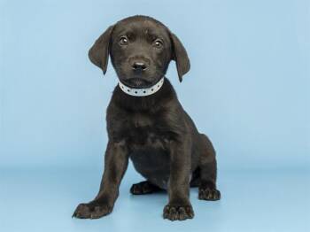 KATANA -  Labrador Retriever and Mixed Breed Dog for Adoption in Phoenix, Arizona - KATANA | PetCurious