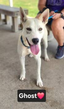 Ghost -  Shepherd and Mixed Breed Dog for Adoption in Clinton, Missouri - Ghost | PetCurious
