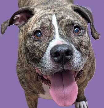 Champion Diesel -  American Staffordshire Terrier Dog for Adoption in Savannah, Georgia - Champion Diesel | PetCurious