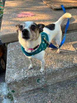 Peppa -  Chihuahua Dog for Adoption in Harrisburg, Pennsylvania - Peppa | PetCurious