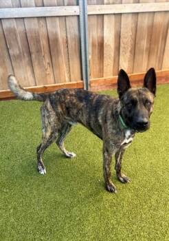 Goat -  Shepherd and Mixed Breed Dog for Adoption in Eugene, Oregon - Goat | PetCurious