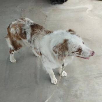 Australian Shepherd Dogs Available for Adoption in Sonoma, California - Austin | PetCurious