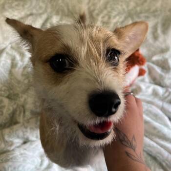 Leia -  Mixed Breed Dog Available for Adoption in Goleta, California - Leia | PetCurious