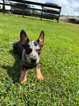 Rodney -  Mixed Breed Dog for Adoption in Taycheedah, Wisconsin - Rodney | PetCurious