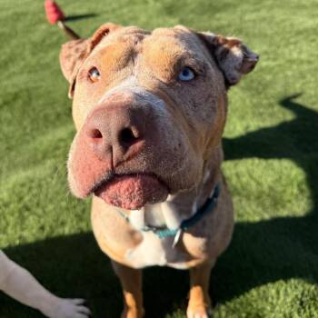 Terra * -  Bull Terrier and Mixed Breed Dog for Adoption in San Diego, California - Terra * | PetCurious