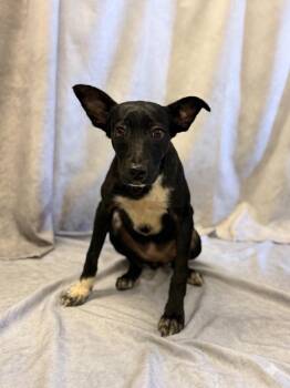 Shepherd Dogs Available for Adoption in Lebanon, Tennessee - Rose | PetCurious