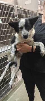 Mixed Breed Dogs Available for Adoption - A174640 | PetCurious