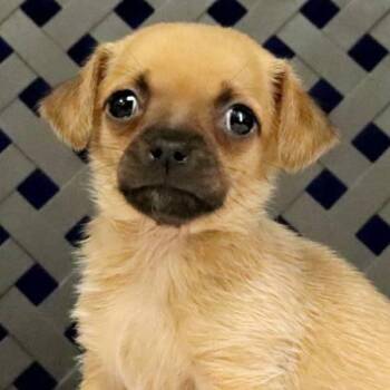 Chihuahua Dogs Available for Adoption in Fort Davis, Texas - Nora | PetCurious