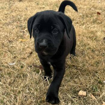 Rescue Catahoula Leopard Dog Dogs for Adoption in Jackson, Missouri - Dill | PetCurious