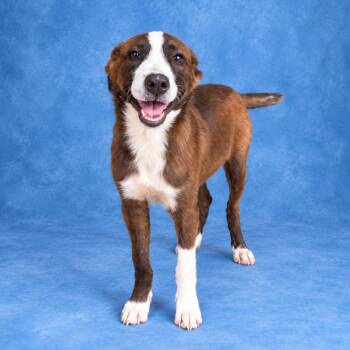 Rose -  Border Collie Dog for Adoption in Heber Springs, Arkansas - Rose | PetCurious