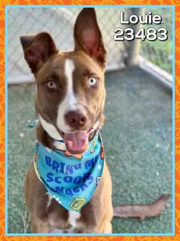 LOUIE -  Shepherd Dog for Adoption in Marietta, Georgia - LOUIE | PetCurious