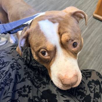 Wasabi -  Boxer and Pit Bull Terrier Dog for Adoption in New York, New York - Wasabi | PetCurious