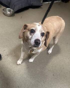 Beagle and Mixed Breed Dogs Available for Adoption - Pringles | PetCurious
