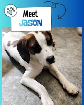Jason -  Beagle Dog for Adoption in Sulphur, Kentucky - Jason | PetCurious