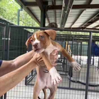 Dixie #3 -  Pit Bull Terrier and Mixed Breed Dog for Adoption in Auburn, New Hampshire - Dixie #3 | PetCurious