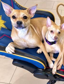 Cookie Muffin -  Chihuahua and Boston Terrier Dog for Adoption in Saugus, Massachusetts - Cookie Muffin | PetCurious
