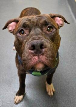 Gentry -  Pit Bull Terrier Dog for Adoption in Amherst, Virginia - Gentry | PetCurious