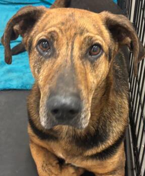 LLOYD -  Basset Hound and Shepherd Dog for Adoption in Elizabethton, Tennessee - LLOYD | PetCurious