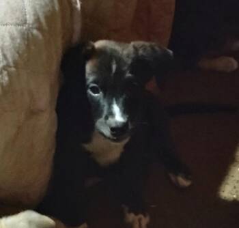 Scooter -  Staffordshire Bull Terrier Dog for Adoption in The Woodlands, Texas - Scooter | PetCurious