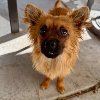 Pomeranian Dogs Available for Adoption in Mead, Colorado - Toast | PetCurious